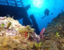 Roatan Scuba Diving